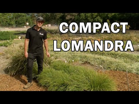 Videó: Mi az a Lomandra Grass: Ismerje meg Lomandra információit és karbantartását