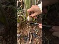 How to Properly Prune Banana Tree Suckers! 🍌🌴 #shorts