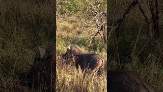 Grunting Warthog #Wildlife #Nature #Amazing #Animals #Latest