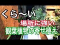 日陰に強い寄せ植え