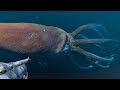 HUNTING THE GIANT SQUID!!! - Stranded Deep | Boss Hunt