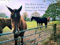 Tiere sind unsere Seelengeschwister