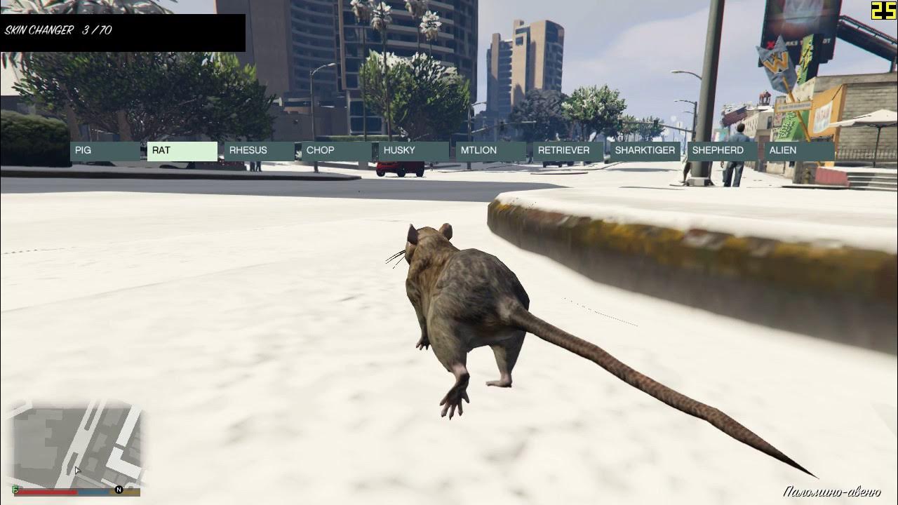 Кактус пейот гта 5. Питомцы в гта 5. Gta 5 превращение в животных. Лофофоры в гта 5. Растение пейот в гта 5.