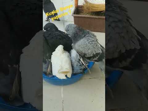 Kuşlar Yıkanır mı,