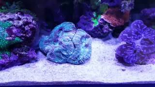 Easy Reefs - Easy Booster