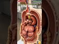 Internal View Elephant 🐘 Digestive System Animation/Animal AI Art/12