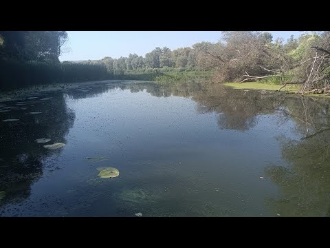 Видео: Рыбалка на реке Дон, Петропавловка (с ночёвкой).