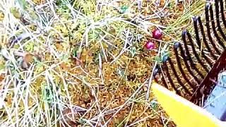 Первое видео записано осенью. Это сбор клюквы на болоте финским комбайном.