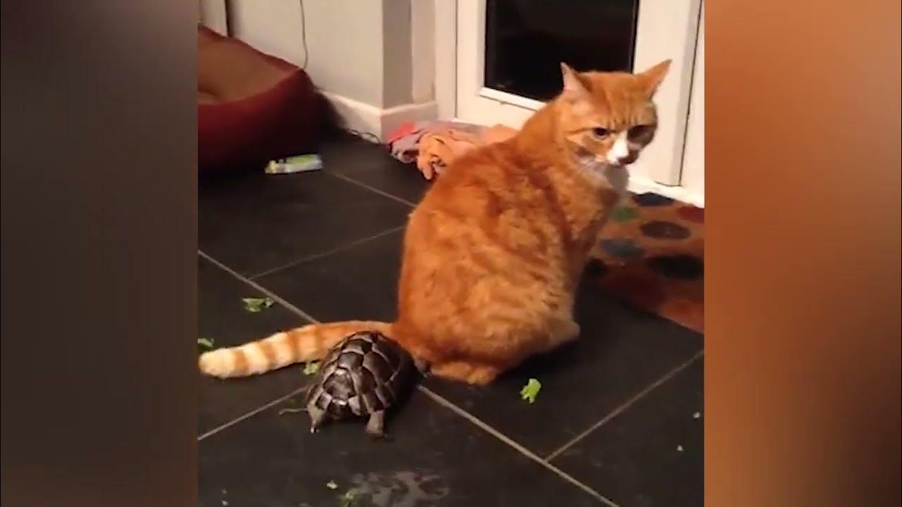 Angry Face in 2023  Angry cat, Animal gifs, Tortoise