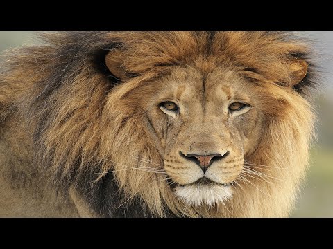 Video: Lang Leve De Koning: Chromosoom-niveau Assemblage Van De Leeuw (Panthera Leo) Met Behulp Van Gekoppeld-lezen, Hi-C En Lang Gelezen Gegevens