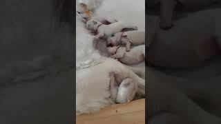 Magic Puppies Sent from Heaven - 3 days old by Sent from Heaven 34,441 views 2 years ago 1 minute, 24 seconds