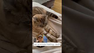 The Healing Power Of Cat Purrs Fun Fact You Didnt Know