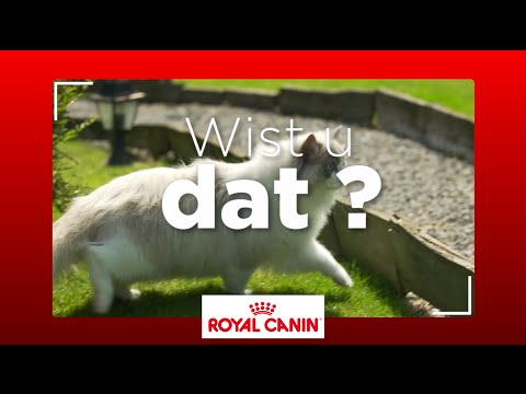 Video: Wat Doet Uw Kat Als Hij Buiten Is?