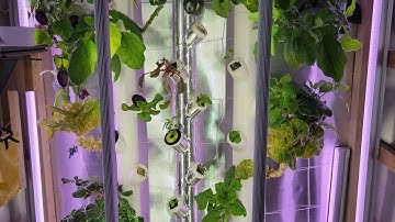 Gardyn V1  Hydroponic System Algae fix