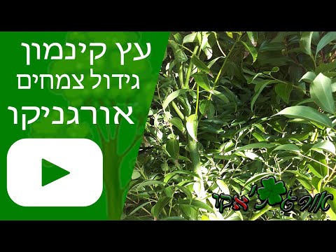 עץ קינמון - גידול צמח - אורגניקו