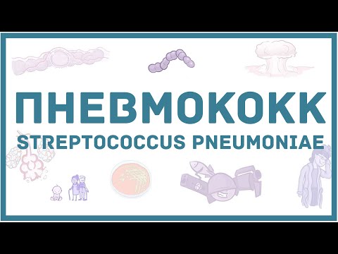 Пневмококк - микробиология, токсины, заболевания, антибиотики, диагностика