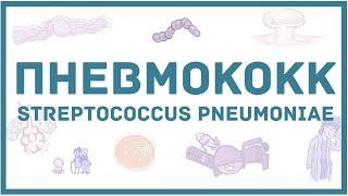 Пневмококк - микробиология, токсины, заболевания, антибиотики, диагностика