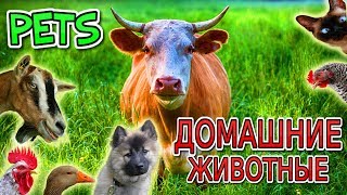 Домашние животные для детей на английском и русском языках. Развивающее видео для малышей.HD Домашние животные для детей на английском и русском языках. Развивающее видео для малышей.HD