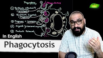 Eating Bacteria by Our Cells | Phagocytosis | Immune System | CSIR-UGC NET | Basic Science Series