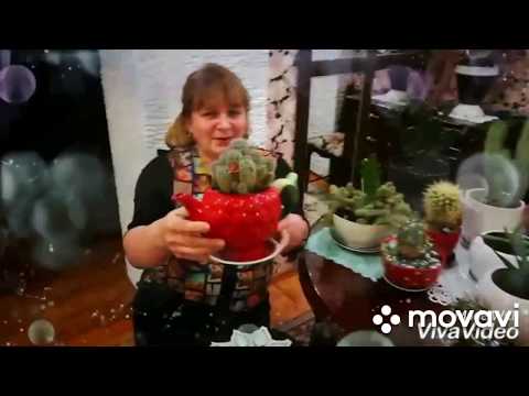 Video: Mammillaria Plumosa: гүлдөр жүндөн кантип өсөт