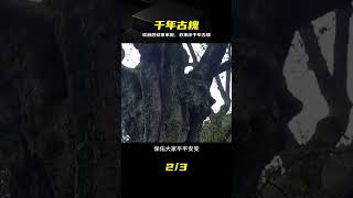 石家莊驚現千年古槐，被砍后怪事不斷，村民紛紛求保佑 #石家庄 #千年古槐 #怪事频发 #全村求保佑 #惊恐