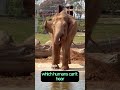Mind Blowing Elephant Fact You Didn’t Know! #Shorts