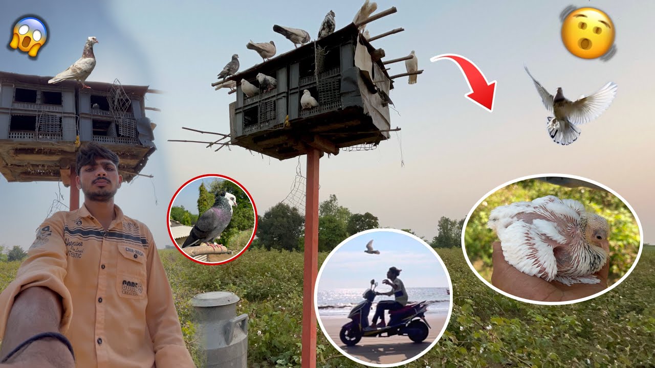 Trening vale Kabutar ko bike ke piche udaya 😍 || kabutar ki video