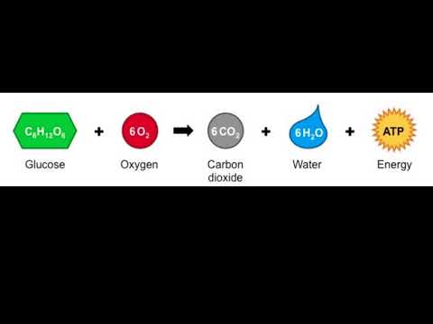Wideo: Co oznacza równanie oddychania komórkowego?