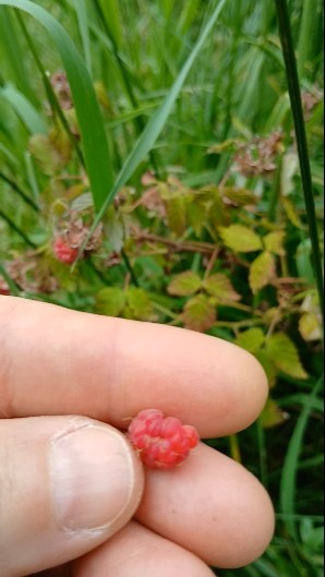 First Red Raspberries - YouTube