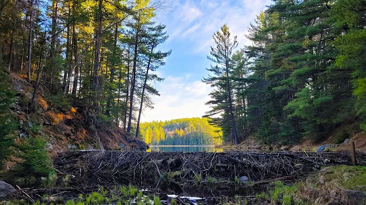 Hiking the Beaver Pond Trail in Algonquin Park