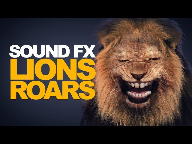 lion roar sound effect｜TikTok Search