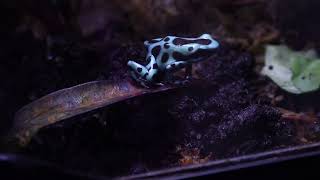 Calm Relaxing 1 Hour Nature - Poison Dart Frog Tank Vivarium with Dendrobates Poison Dart Frogs