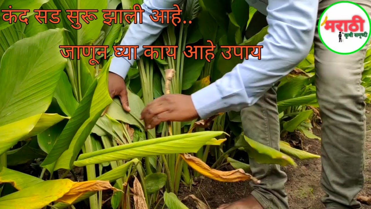 || जास्त पाऊस झाला आहे कंद सड लागलं का || बेडला माती न लावल्या मुळे काय नुकसान होईल??