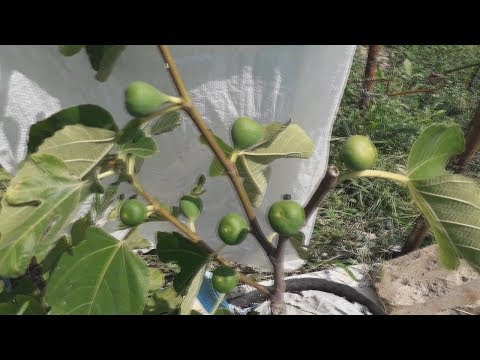 Некоторые инжиры в