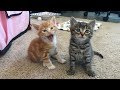 一時的に2匹の子猫を預かるつもりだった女性。数週間が経ち2匹の里親を募集することにしたが…