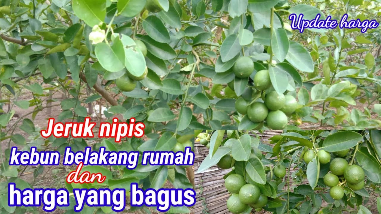 Jeruk nipis belakang rumah dan update harga