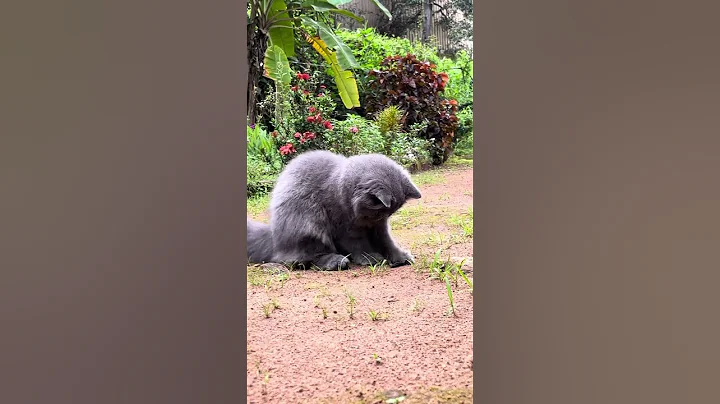 Video 9612031: persiancat persians, persiancat cat pets, persian cats indian