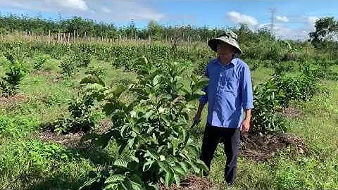 cách cắt cành tạo tán cho ổi sai trái