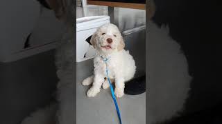 Matteo Singing Ed Sheeran Sandman