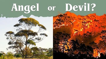 Eucalyptus - The Tree That Chose Violence