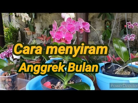 Video: Menyiram Tanaman Anggrek - Pelajari Bagaimana Dan Kapan Menyirami Anggrek