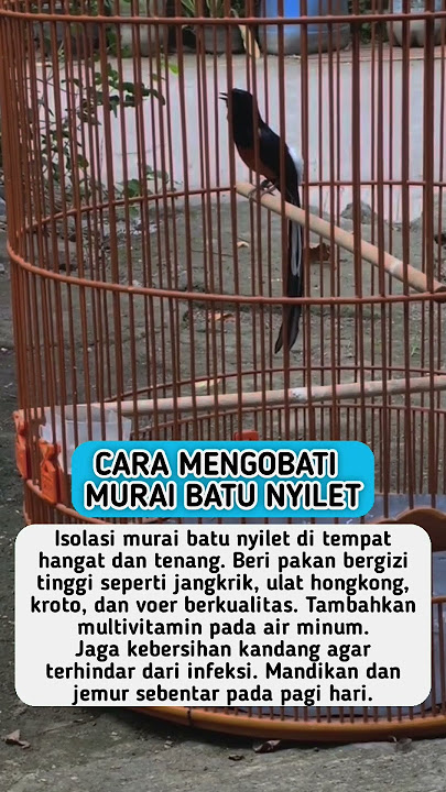Cara Mengobati Burung Murai Batu Nyilet #shorts
