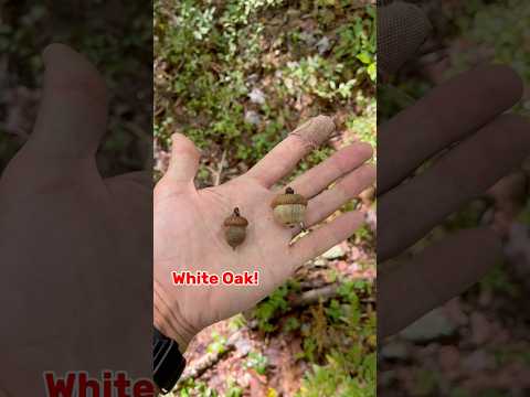 White Oak vs Red Oak Easy Identification Deer Food