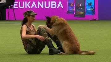 Amazing Dog Performs CPR, Squats and Press Ups in Heelwork To Music Routine   Crufts 2017