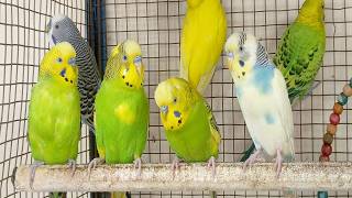 12 hour Help Lonely Budgies to Chirp, Nature Parakeets Bird Sound screenshot 5