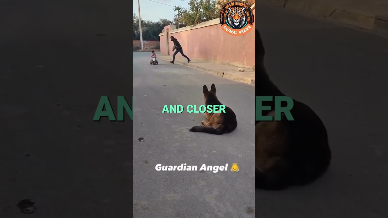 Brave German Shepherd Saves Little Girl From Kidnapper 