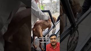 Dog Training Like a Pro on a Treadmill! 🐕 #DogTraining #Treadmill #shortsfeed