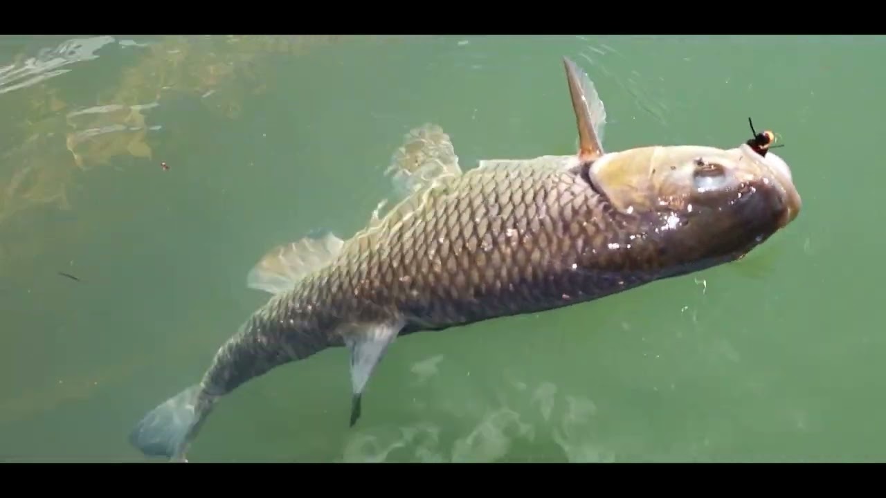 Somn și Clean La Fly!