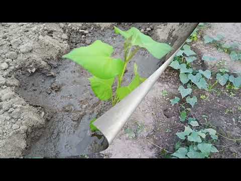 Video: Sweet Alyssum -kasveista huolehtiminen: Alyssum-kasvien kasvattaminen puutarhassa