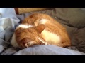 月光の子守歌 を聴く猫 2 月光の子守歌 を聴く猫 2